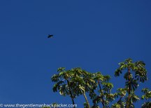 Early one morning, a toucan (probably toco toucan?) flies high above the trees