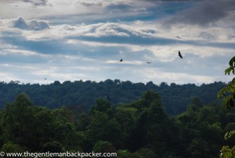 More vultures flying above the jungle